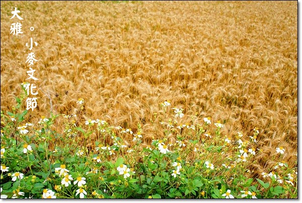 【台中旅遊景點】大雅小麥文化節。遇見最美麗的金色麥浪，迎接2014年最燦爛的春天 @飛天璇的口袋