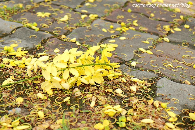 2020台中旱溪阿勃勒。遇見最美的黃金雨，分享6/16最新花況 @飛天璇的口袋