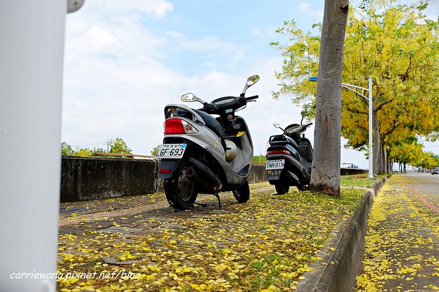 2020台中旱溪阿勃勒。遇見最美的黃金雨，分享6/16最新花況 @飛天璇的口袋