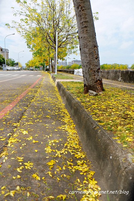 2020台中旱溪阿勃勒。遇見最美的黃金雨，分享6/16最新花況 @飛天璇的口袋