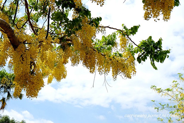2020台中旱溪阿勃勒。遇見最美的黃金雨，分享6/16最新花況 @飛天璇的口袋