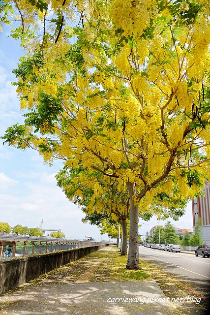 2020台中旱溪阿勃勒。遇見最美的黃金雨，分享6/16最新花況 @飛天璇的口袋