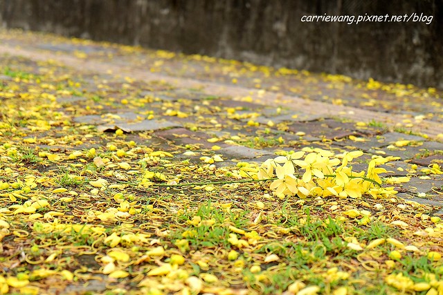 2020台中旱溪阿勃勒。遇見最美的黃金雨，分享6/16最新花況 @飛天璇的口袋