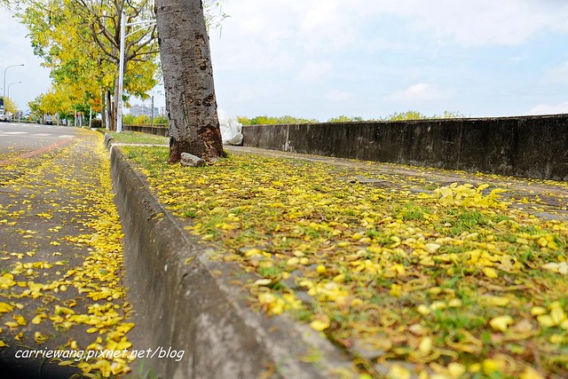 2020台中旱溪阿勃勒。遇見最美的黃金雨，分享6/16最新花況 @飛天璇的口袋