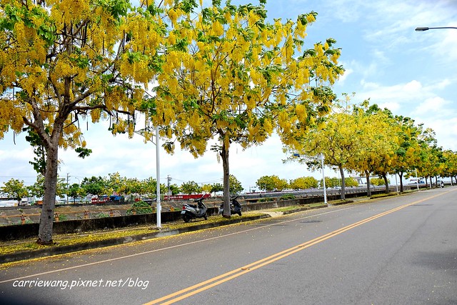 2020台中旱溪阿勃勒。遇見最美的黃金雨，分享6/16最新花況 @飛天璇的口袋