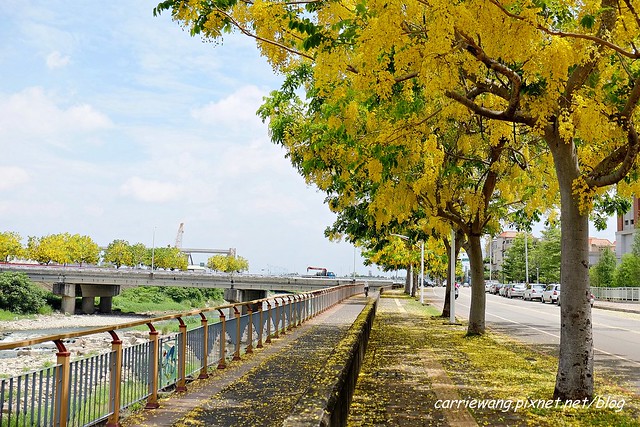2020台中旱溪阿勃勒。遇見最美的黃金雨，分享6/16最新花況 @飛天璇的口袋