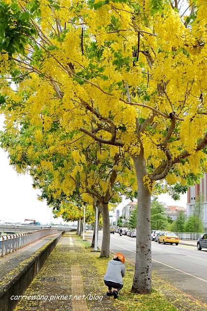 2020台中旱溪阿勃勒。遇見最美的黃金雨，分享6/16最新花況 @飛天璇的口袋