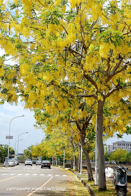 2020台中旱溪阿勃勒。遇見最美的黃金雨，分享6/16最新花況 @飛天璇的口袋