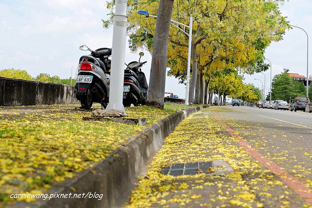 2020台中旱溪阿勃勒。遇見最美的黃金雨，分享6/16最新花況 @飛天璇的口袋