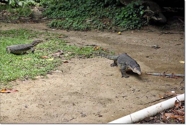【馬來西亞沙巴】沙巴5天4夜行程規劃總表~搭乘亞航Air Asia飛到美麗海島沙巴~夕陽海景、美食小吃、逛街購物還有按摩SPA @飛天璇的口袋
