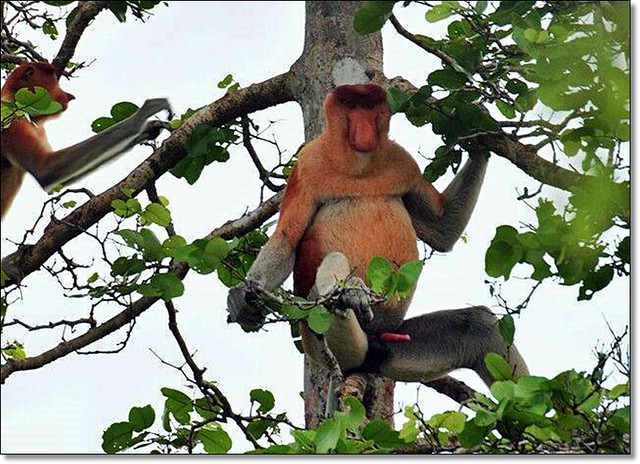 【馬來西亞沙巴】沙巴5天4夜行程規劃總表~搭乘亞航Air Asia飛到美麗海島沙巴~夕陽海景、美食小吃、逛街購物還有按摩SPA @飛天璇的口袋