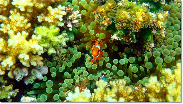 【馬來西亞沙巴】沙巴5天4夜行程規劃總表~搭乘亞航Air Asia飛到美麗海島沙巴~夕陽海景、美食小吃、逛街購物還有按摩SPA @飛天璇的口袋