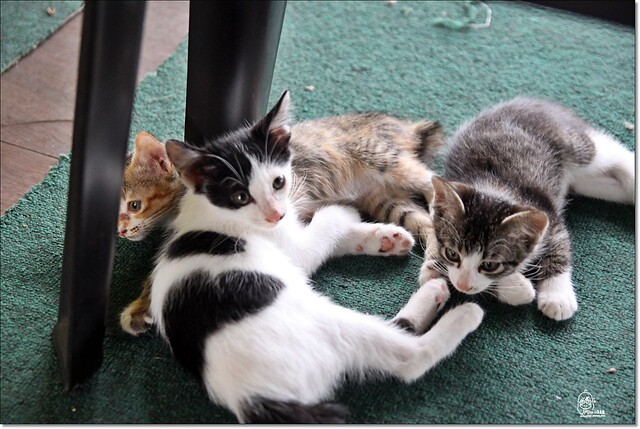 【馬來西亞沙巴】沙巴五日遊推薦行程~Klias River克里亞斯河+紅樹林濕地+浪漫下午茶+沙巴長鼻猴+螢火蟲聖誕樹+自助晚餐百匯+榴蓮冰 @飛天璇的口袋