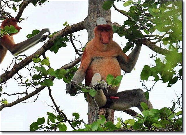 【馬來西亞沙巴】沙巴五日遊推薦行程~Klias River克里亞斯河+紅樹林濕地+浪漫下午茶+沙巴長鼻猴+螢火蟲聖誕樹+自助晚餐百匯+榴蓮冰 @飛天璇的口袋