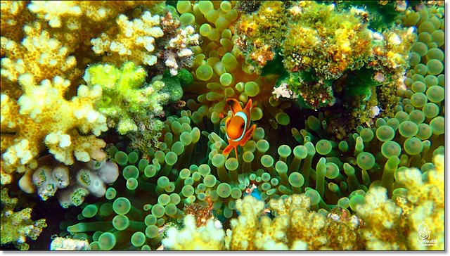 【馬來西亞沙巴】沙巴五日遊推薦行程~Pulau Tiga迪加島火山泥浴+自助式海鮮午餐+蛇島+白沙島浮潛(Air Asia亞洲航空體驗) @飛天璇的口袋