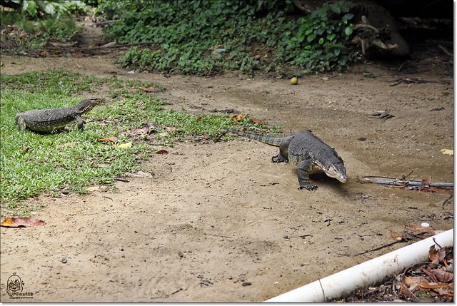 【馬來西亞沙巴】沙巴五日遊推薦行程~Pulau Tiga迪加島火山泥浴+自助式海鮮午餐+蛇島+白沙島浮潛(Air Asia亞洲航空體驗) @飛天璇的口袋