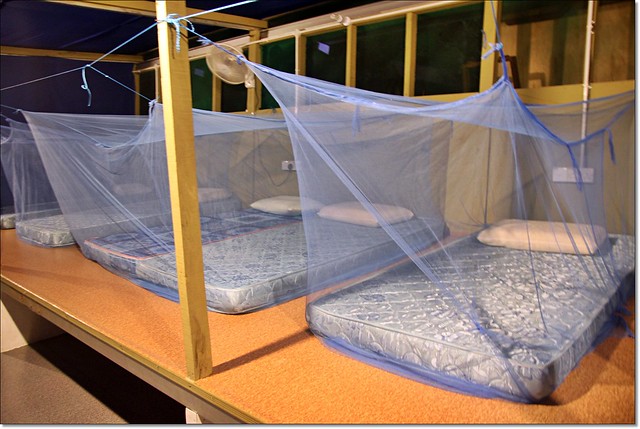 【馬來西亞沙巴】沙巴五日遊推薦行程~Klias River克里亞斯河+紅樹林濕地+浪漫下午茶+沙巴長鼻猴+螢火蟲聖誕樹+自助晚餐百匯+榴蓮冰 @飛天璇的口袋