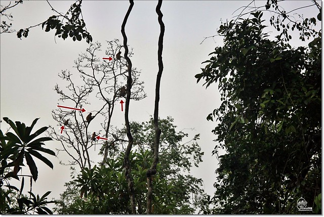 【馬來西亞沙巴】沙巴五日遊推薦行程~Klias River克里亞斯河+紅樹林濕地+浪漫下午茶+沙巴長鼻猴+螢火蟲聖誕樹+自助晚餐百匯+榴蓮冰 @飛天璇的口袋