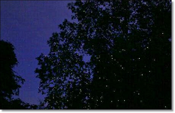 【馬來西亞沙巴】沙巴五日遊推薦行程~Klias River克里亞斯河+紅樹林濕地+浪漫下午茶+沙巴長鼻猴+螢火蟲聖誕樹+自助晚餐百匯+榴蓮冰 @飛天璇的口袋