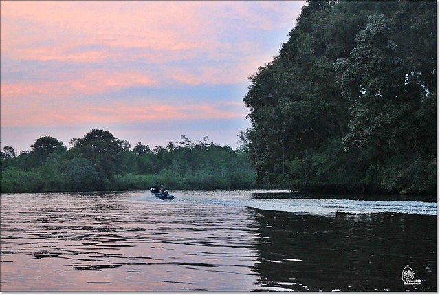【馬來西亞沙巴】沙巴五日遊推薦行程~Klias River克里亞斯河+紅樹林濕地+浪漫下午茶+沙巴長鼻猴+螢火蟲聖誕樹+自助晚餐百匯+榴蓮冰 @飛天璇的口袋