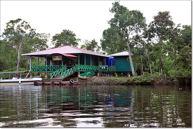 【馬來西亞沙巴】沙巴五日遊推薦行程~Klias River克里亞斯河+紅樹林濕地+浪漫下午茶+沙巴長鼻猴+螢火蟲聖誕樹+自助晚餐百匯+榴蓮冰 @飛天璇的口袋