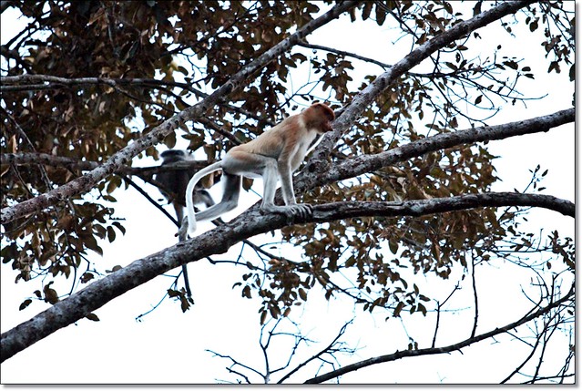 【馬來西亞沙巴】沙巴五日遊推薦行程~Klias River克里亞斯河+紅樹林濕地+浪漫下午茶+沙巴長鼻猴+螢火蟲聖誕樹+自助晚餐百匯+榴蓮冰 @飛天璇的口袋