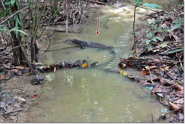 【馬來西亞沙巴】沙巴五日遊推薦行程~Pulau Tiga迪加島火山泥浴+自助式海鮮午餐+蛇島+白沙島浮潛(Air Asia亞洲航空體驗) @飛天璇的口袋