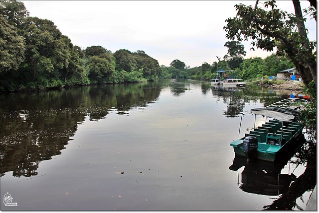 【馬來西亞沙巴】沙巴五日遊推薦行程~Klias River克里亞斯河+紅樹林濕地+浪漫下午茶+沙巴長鼻猴+螢火蟲聖誕樹+自助晚餐百匯+榴蓮冰 @飛天璇的口袋