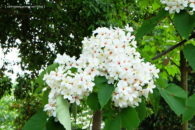 苗栗銅鑼｜客家大院桐花公園．整個山頭都已經雪白，趕快來欣賞5月雪美景 @飛天璇的口袋