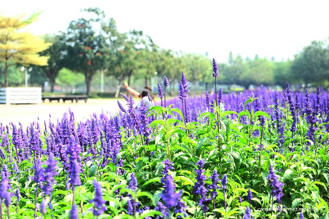 【彰化旅遊景點】溪州費茲洛公園。紫色薰衣草盛開中，公園裡有小橋湖泊，而且不定期的會有熱氣球活動 @飛天璇的口袋