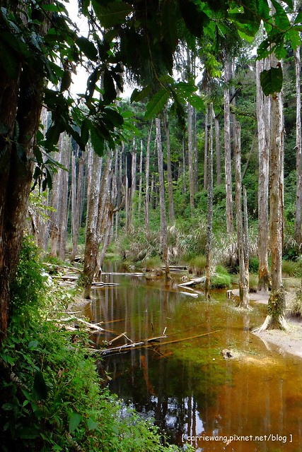 忘憂森林：虛無飄渺的美景有如人間仙境，5、6 月是最佳前往的時節，旅遊溪頭、杉林溪之際還有不同的景點可以選擇 @飛天璇的口袋