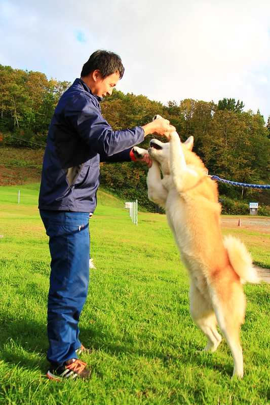 日本秋田｜森吉山阿仁滑雪場．一年四季有不同的美景，秋天楓紅盛況和交通方式 @飛天璇的口袋