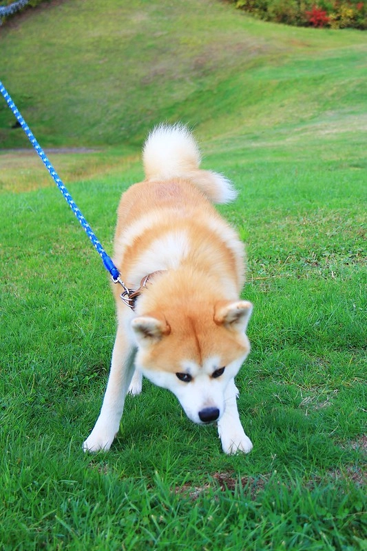 日本秋田｜森吉山阿仁滑雪場．一年四季有不同的美景，秋天楓紅盛況和交通方式 @飛天璇的口袋