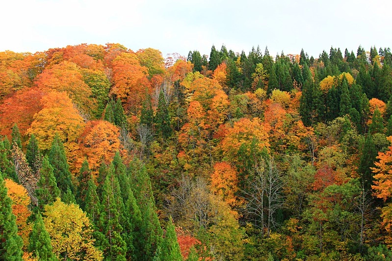 日本秋田｜森吉山阿仁滑雪場．一年四季有不同的美景，秋天楓紅盛況和交通方式 @飛天璇的口袋
