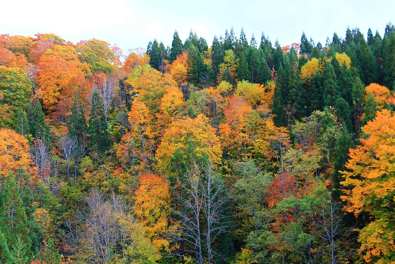 日本秋田｜森吉山阿仁滑雪場．一年四季有不同的美景，秋天楓紅盛況和交通方式 @飛天璇的口袋