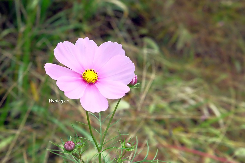 日本岐阜｜合掌村．遇見秋天的浪漫，名古屋到合掌村交通方式，美食餐廳推薦 @飛天璇的口袋