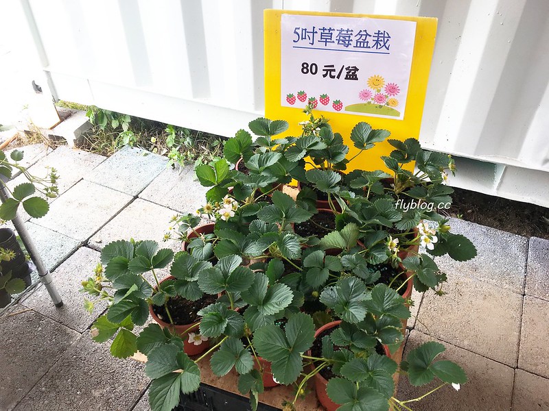 台中潭子｜草莓世界．採草莓不用到苗栗大湖，台中潭子就有草莓園，無毒有機草莓吃的安心 @飛天璇的口袋