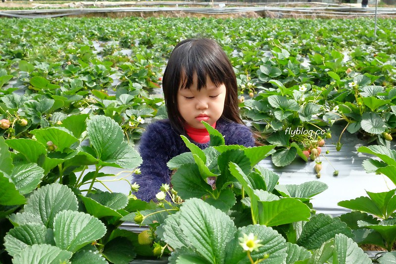 台中潭子｜草莓世界．採草莓不用到苗栗大湖，台中潭子就有草莓園，無毒有機草莓吃的安心 @飛天璇的口袋