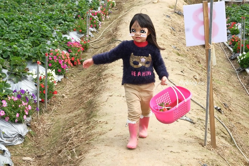 台中潭子｜草莓世界．採草莓不用到苗栗大湖，台中潭子就有草莓園，無毒有機草莓吃的安心 @飛天璇的口袋