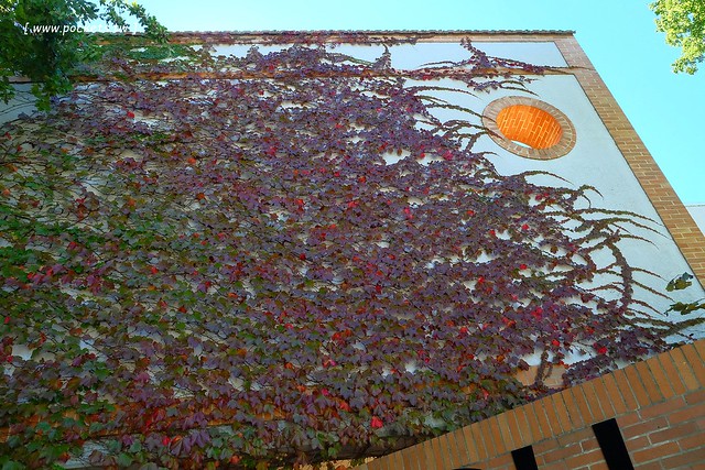 澳洲墨爾本｜帕芬比利 Puffing Billy，搭乘澳洲最古老蒸汽火車，零距離接觸野生鸚鵡、飛派餐廳 Pie in the sky午餐、Sky High眺望台賞美景、LV旗下Chandon酒莊品嚐美酒 @飛天璇的口袋