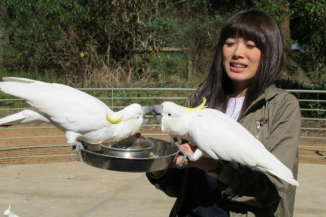 澳洲墨爾本｜帕芬比利 Puffing Billy，搭乘澳洲最古老蒸汽火車，零距離接觸野生鸚鵡、飛派餐廳 Pie in the sky午餐、Sky High眺望台賞美景、LV旗下Chandon酒莊品嚐美酒 @飛天璇的口袋
