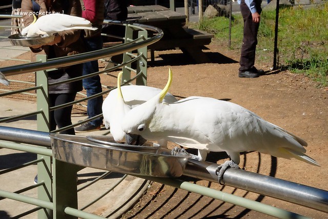澳洲墨爾本｜帕芬比利 Puffing Billy，搭乘澳洲最古老蒸汽火車，零距離接觸野生鸚鵡、飛派餐廳 Pie in the sky午餐、Sky High眺望台賞美景、LV旗下Chandon酒莊品嚐美酒 @飛天璇的口袋