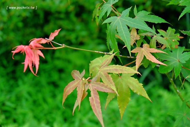 八煙聚落┃台北景點推薦：陽明山的秘密景點，如夢似幻的世外桃源，雲霧裊繞的湖上美景，自然資源非常豐富 @飛天璇的口袋