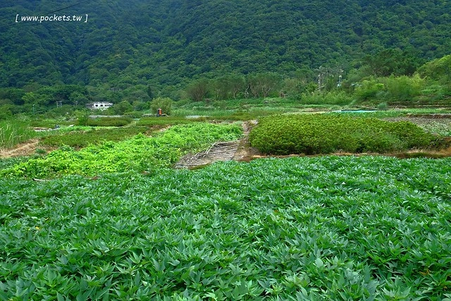 八煙聚落┃台北景點推薦：陽明山的秘密景點，如夢似幻的世外桃源，雲霧裊繞的湖上美景，自然資源非常豐富 @飛天璇的口袋
