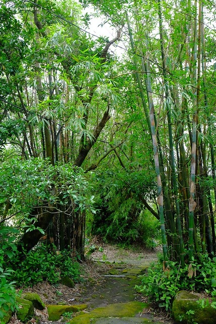 八煙聚落┃台北景點推薦：陽明山的秘密景點，如夢似幻的世外桃源，雲霧裊繞的湖上美景，自然資源非常豐富 @飛天璇的口袋