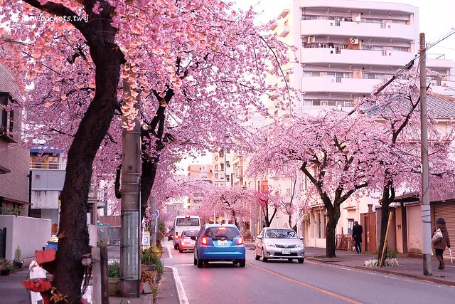 【日本愛知】名古屋櫻花~市營地鐵櫻通線地鐵高岳站#2出口附近，大寒櫻盛開中，粉到冒泡的幸福，爆炸性的美麗(名古屋賞櫻秘境3/14最新花況) @飛天璇的口袋