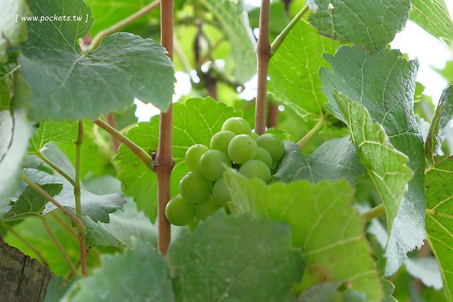 澳洲墨爾本｜Mornington Peninsula 摩寧頓半島一日遊，海邊彩虹小屋、摩寧頓半島戶外溫泉、Sorrento海濱小鎮午餐、Montalto酒莊品酒、古典歐洲風格迷宮花園 @飛天璇的口袋