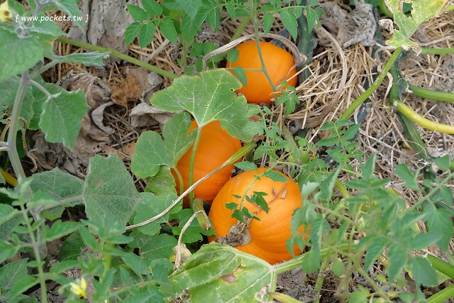 澳洲墨爾本｜Mornington Peninsula 摩寧頓半島一日遊，海邊彩虹小屋、摩寧頓半島戶外溫泉、Sorrento海濱小鎮午餐、Montalto酒莊品酒、古典歐洲風格迷宮花園 @飛天璇的口袋