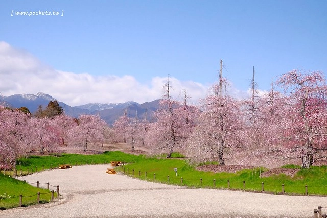 【日本三重】鈴鹿の森庭園~整個美到爆炸的垂枝梅，園內有多種梅花和櫻花可以觀賞，位於南紀三重縣鈴鹿市，自由行遊客建議自駕前往比較方便 @飛天璇的口袋