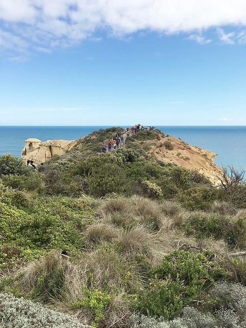 澳洲墨爾本｜大洋路一日遊，此生必去的景點之一澳洲大洋路、Kennett River野生無尾熊、阿波羅灣ILUKA午餐、Loch Ard Gorge六合谷、十二門徒岩、唐人街湄江牛河屋晚餐 @飛天璇的口袋